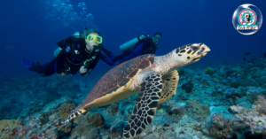 Scuba Diving at Angthong Marine Park