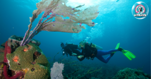 Scuba Diving at Koh Tao