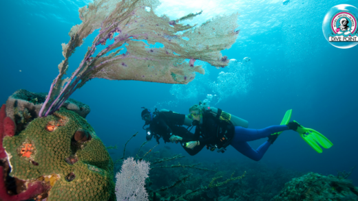 Scuba Diving at Koh Tao