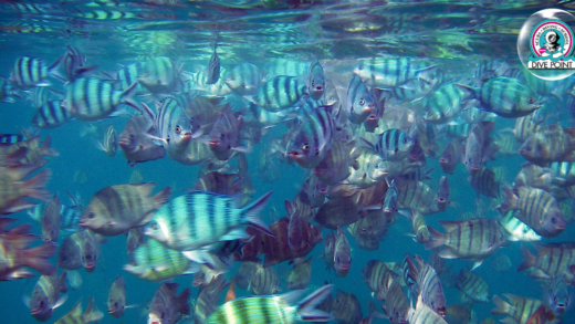 Snorkeling at Koh Tao