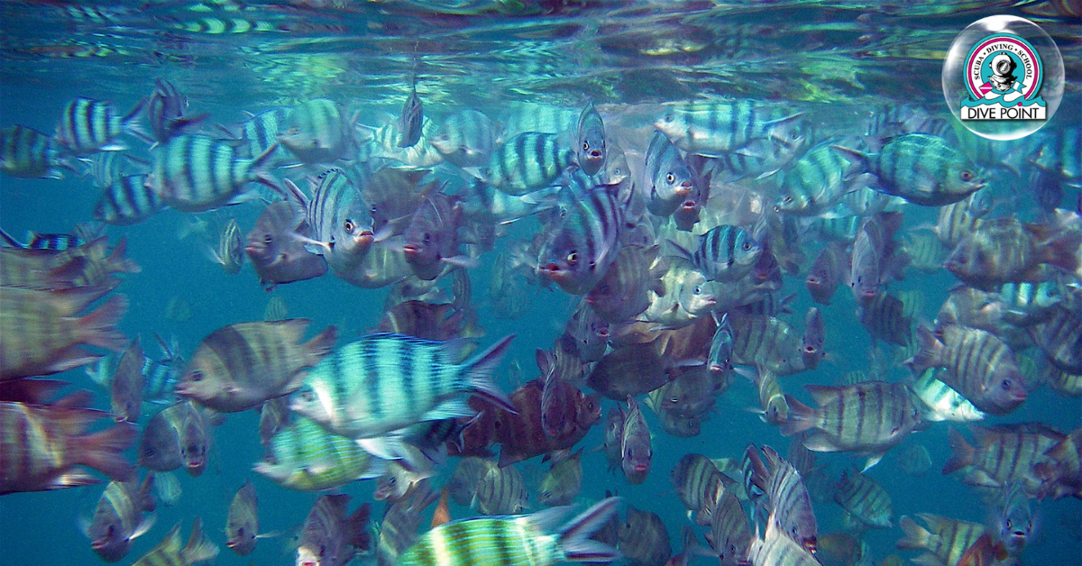 Snorkeling at Koh Tao